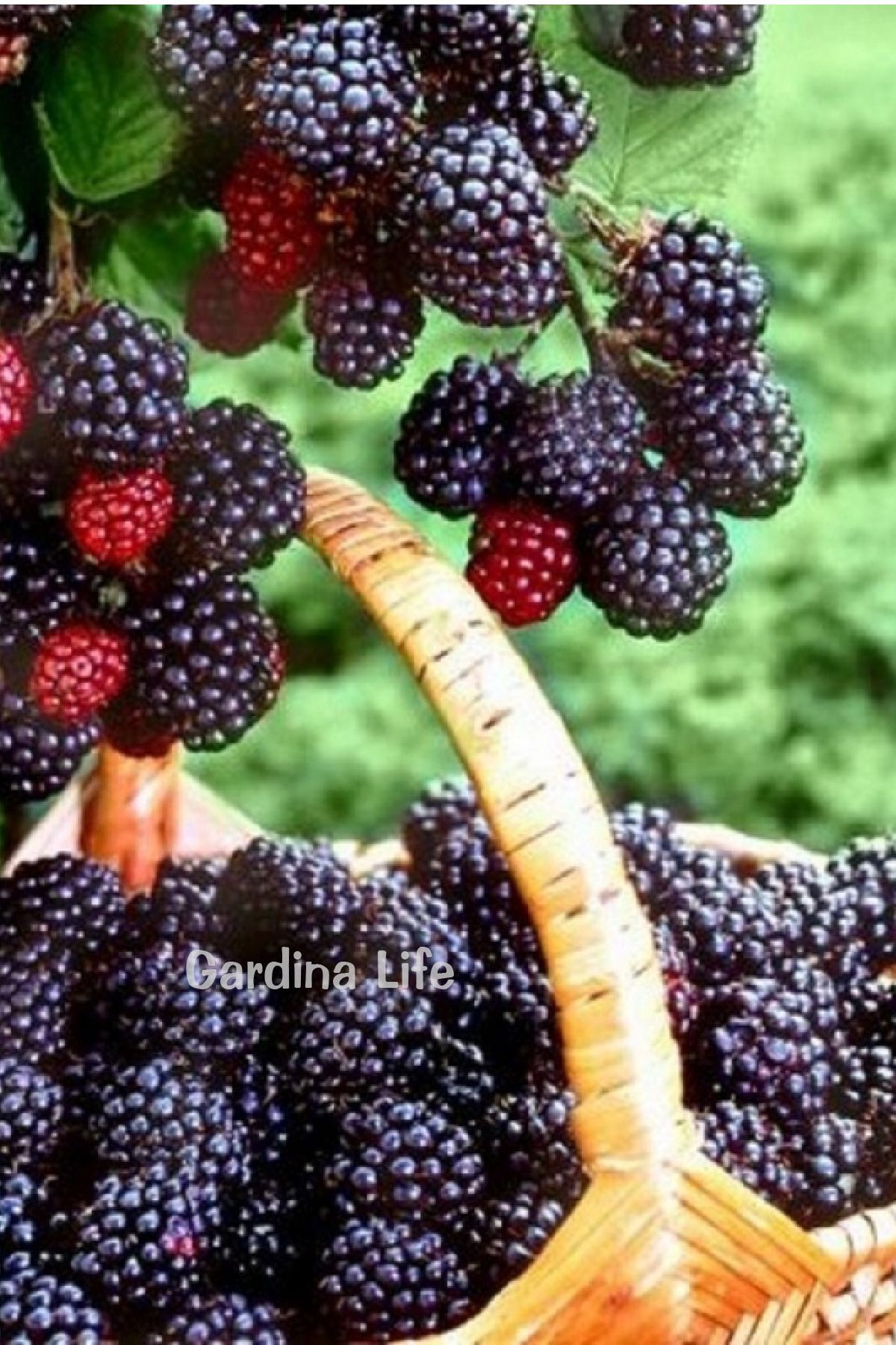 Gardina Böğürtlen Fidanı 1 Adet Dikensiz Jumbo Boy ( Rubus Fruticosus )