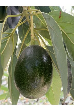 DRZ TARIM Avokado 1 Kg Günlük Toplama Taze Hasat