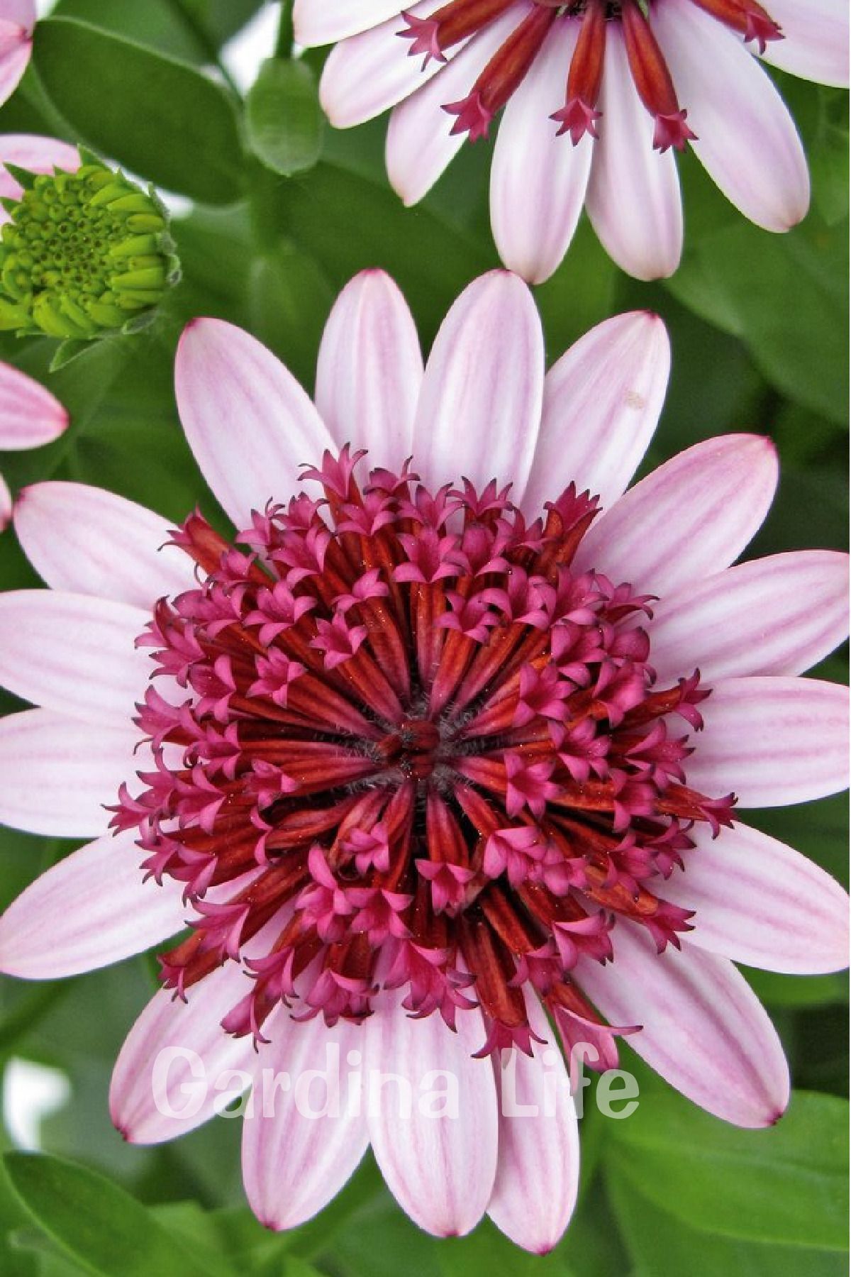 Gardina Bodrum Papatya Fidesi Katmerli Rose 1 Adet ( Osteospermum Double Erato)