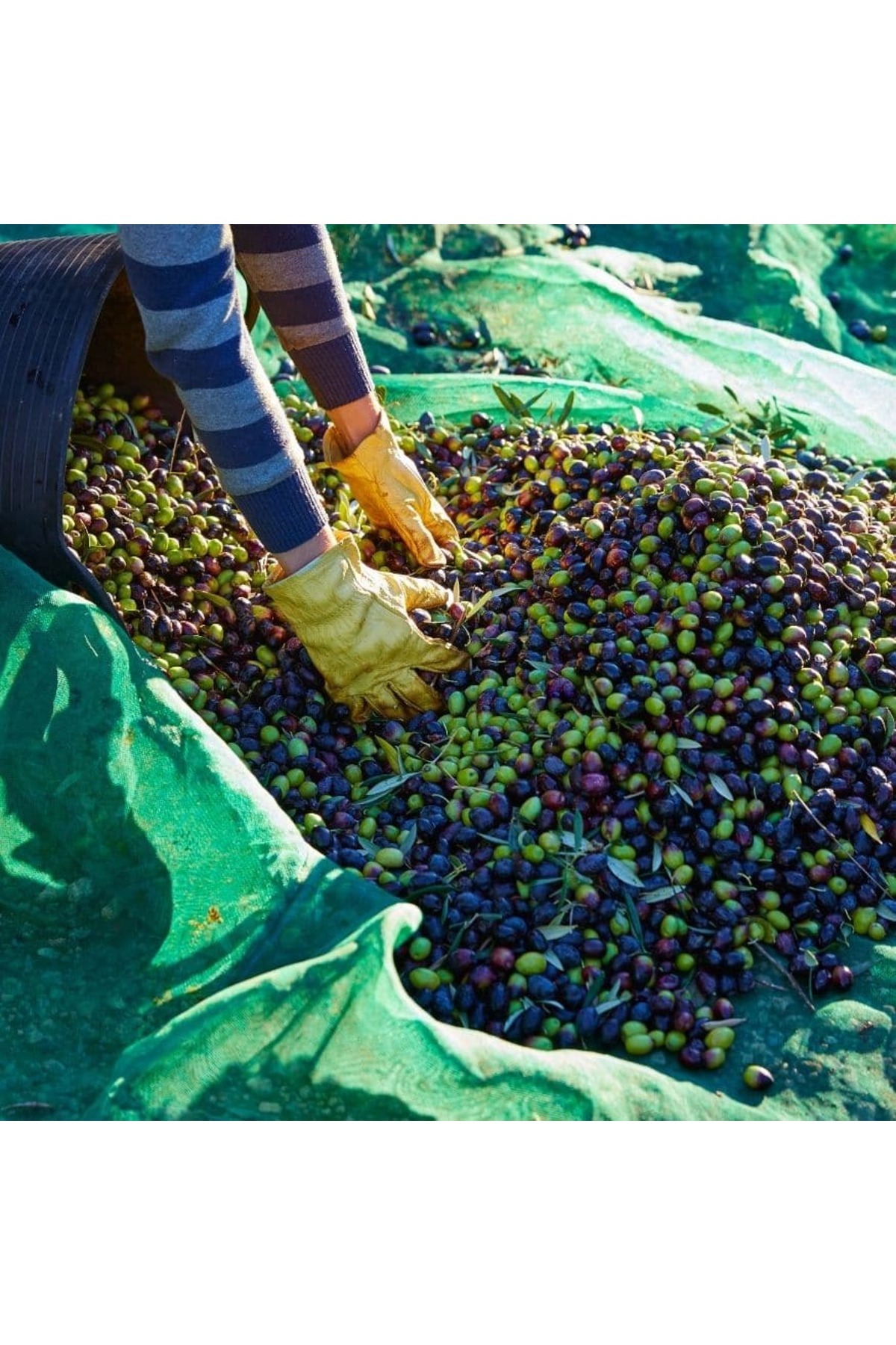 TORSAN Zeytin Toplama Filesi – Sergenlik – Yüzde 75lik Yeşil – Düz - 6 Metre X 3 Metre