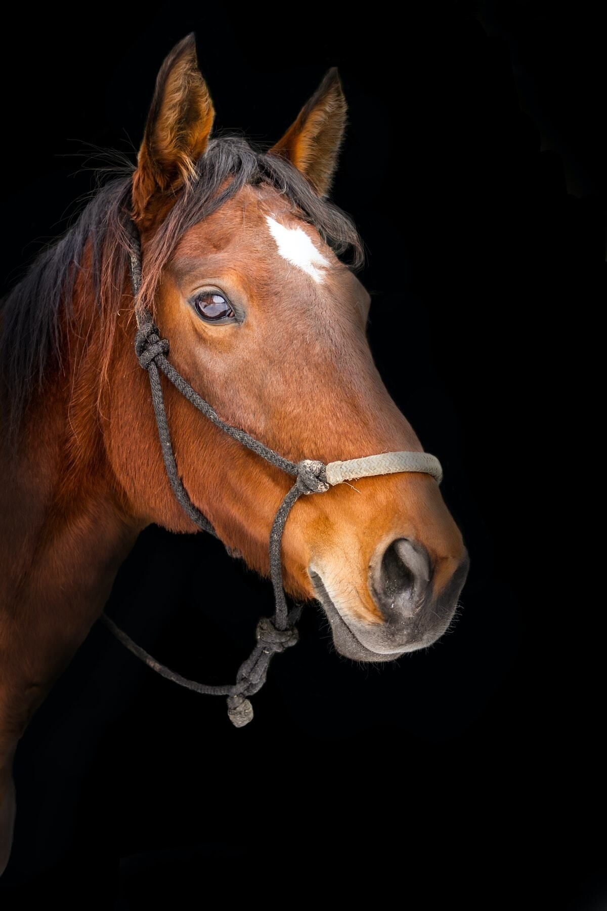 Vividale kahverengi At-brown Horse Kanvas Tablo