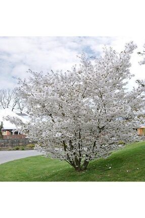 Dünyanın En Hızlı Büyüyen Ağacı Beyaz Çiçekli Kokulu Paulownia Fidanı AHJKLRY36