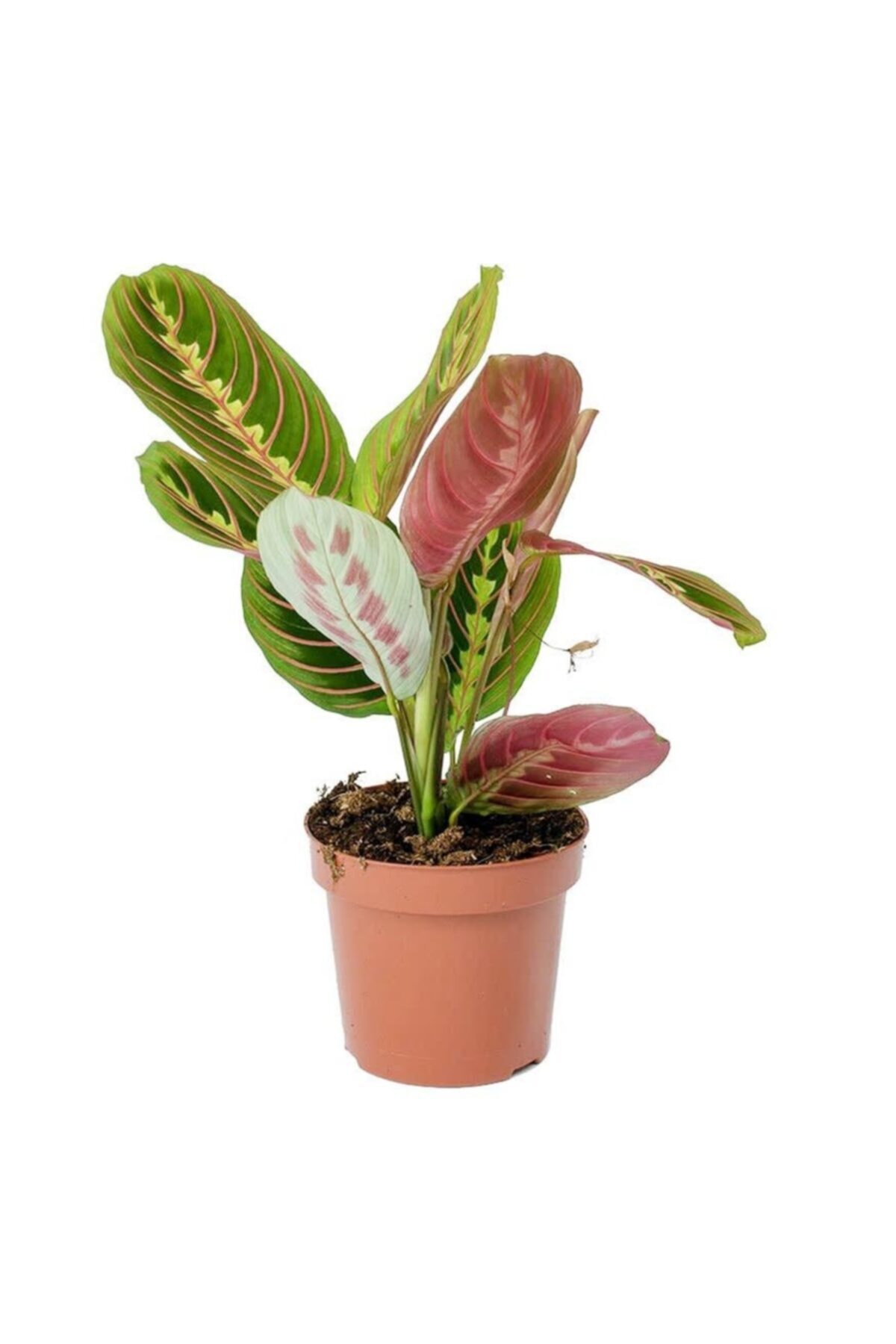Maranta Leuconeura Fascinator - Maranta Prayer Flower - Home Office Living Room Indoor Plant - 30 Cm