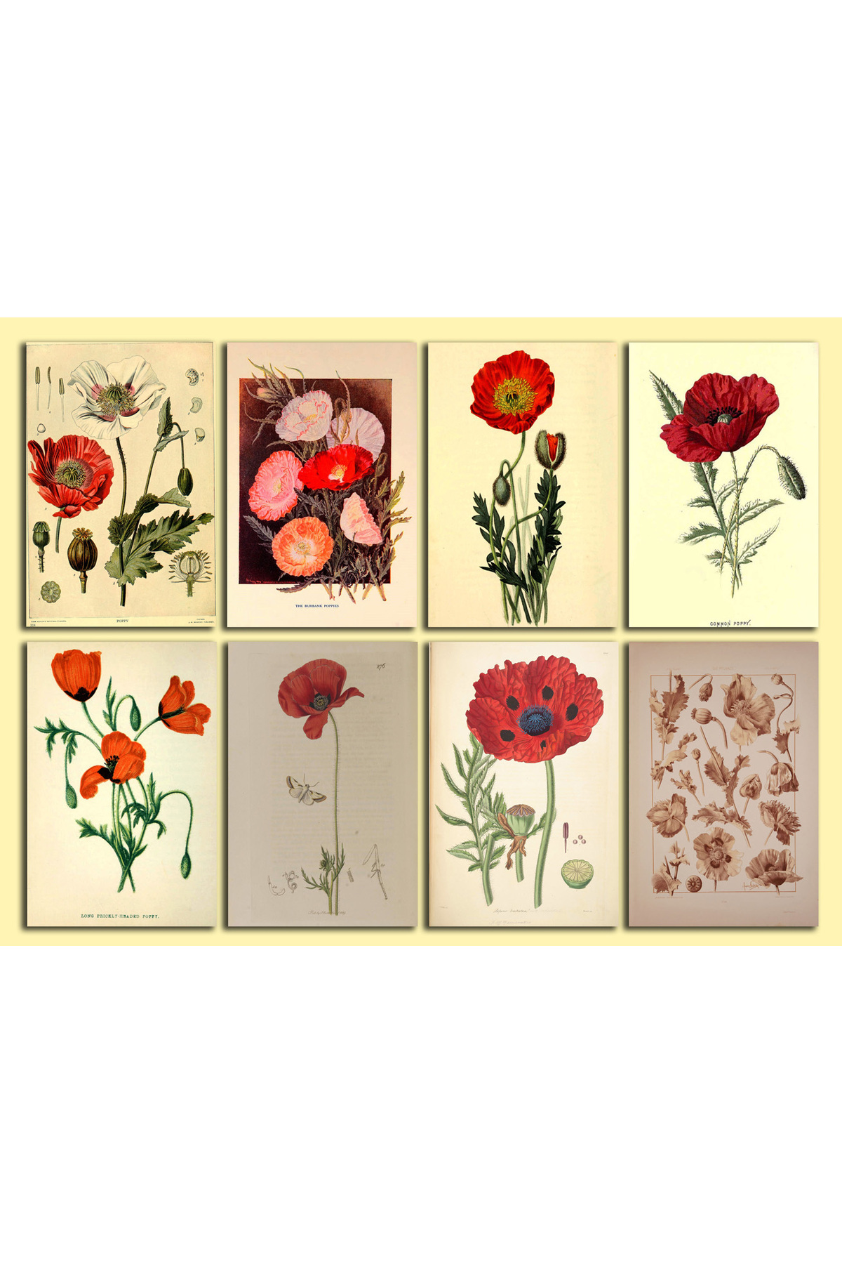 TELLGRAF Gelincik Temalı Kartpostal Seti (10x15 cm 8 Adet)