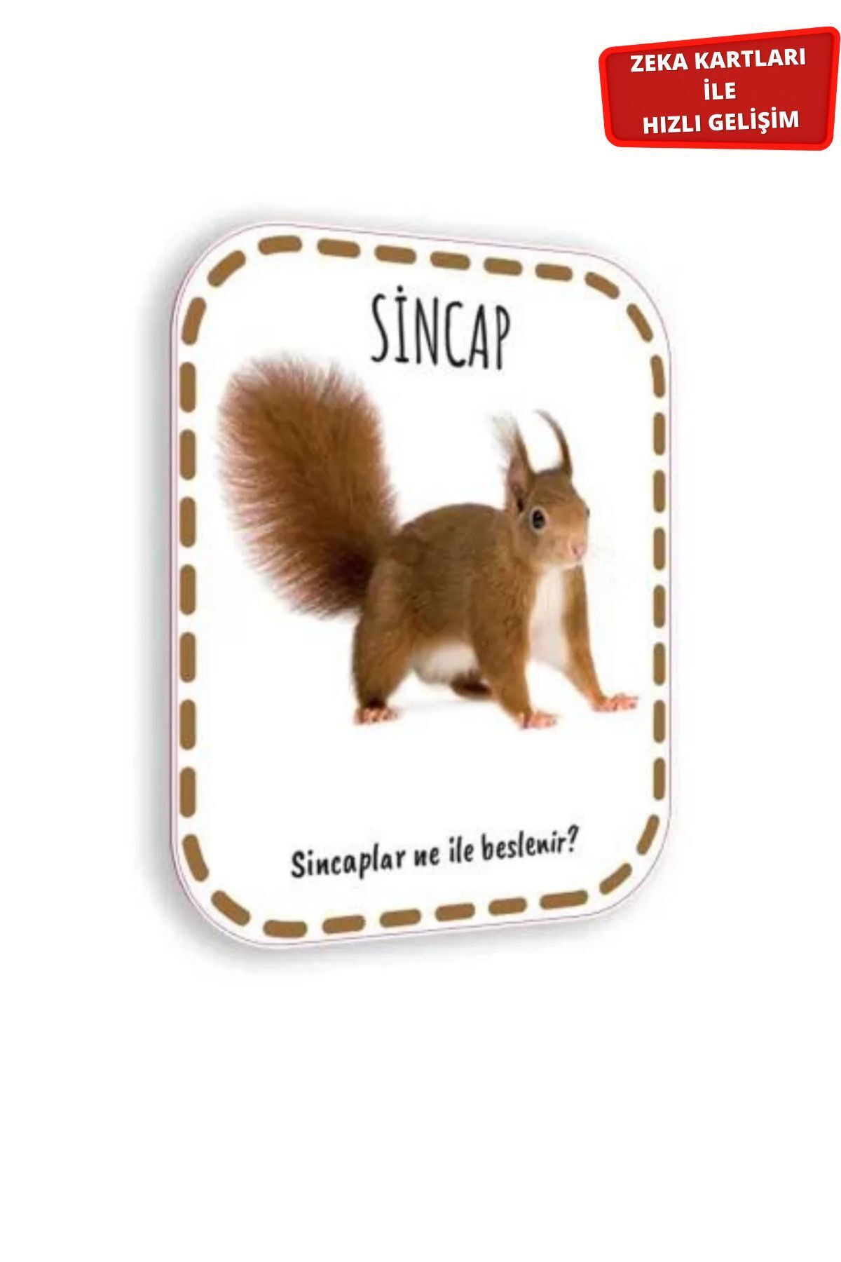 Çocuk Akademi Zeka Kartları Serisi-1 fotoğrafı 2 (önizleme)