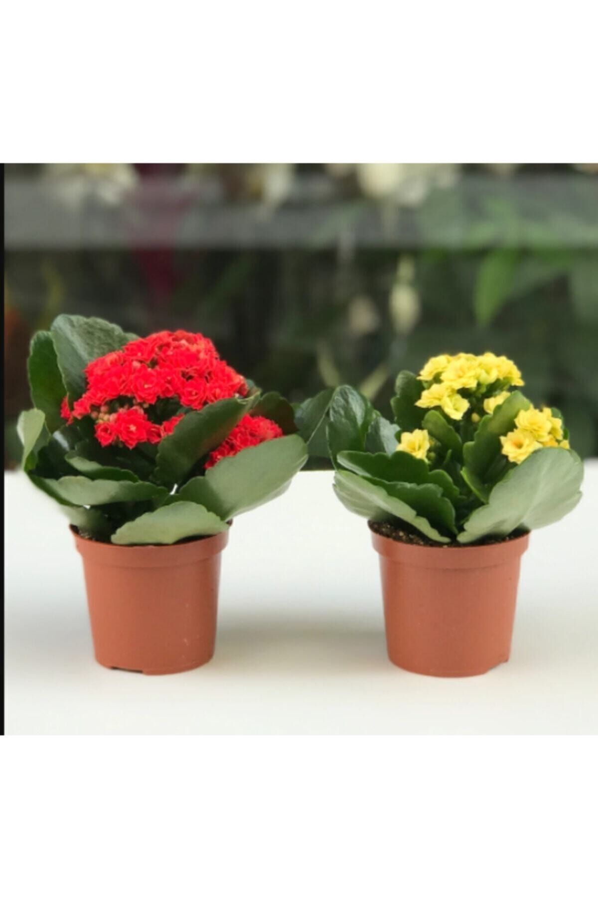 Gardenbox Kampanyalı Kalanşo Çiçeği Renkli Kalanşo Çiçeği 2 Adet