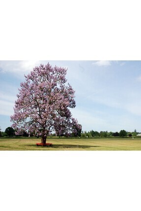 Tunç Botanik PAVLONYA AĞACI FİDANI 3 ADET - Paulownia Tementosa 30-50 cm