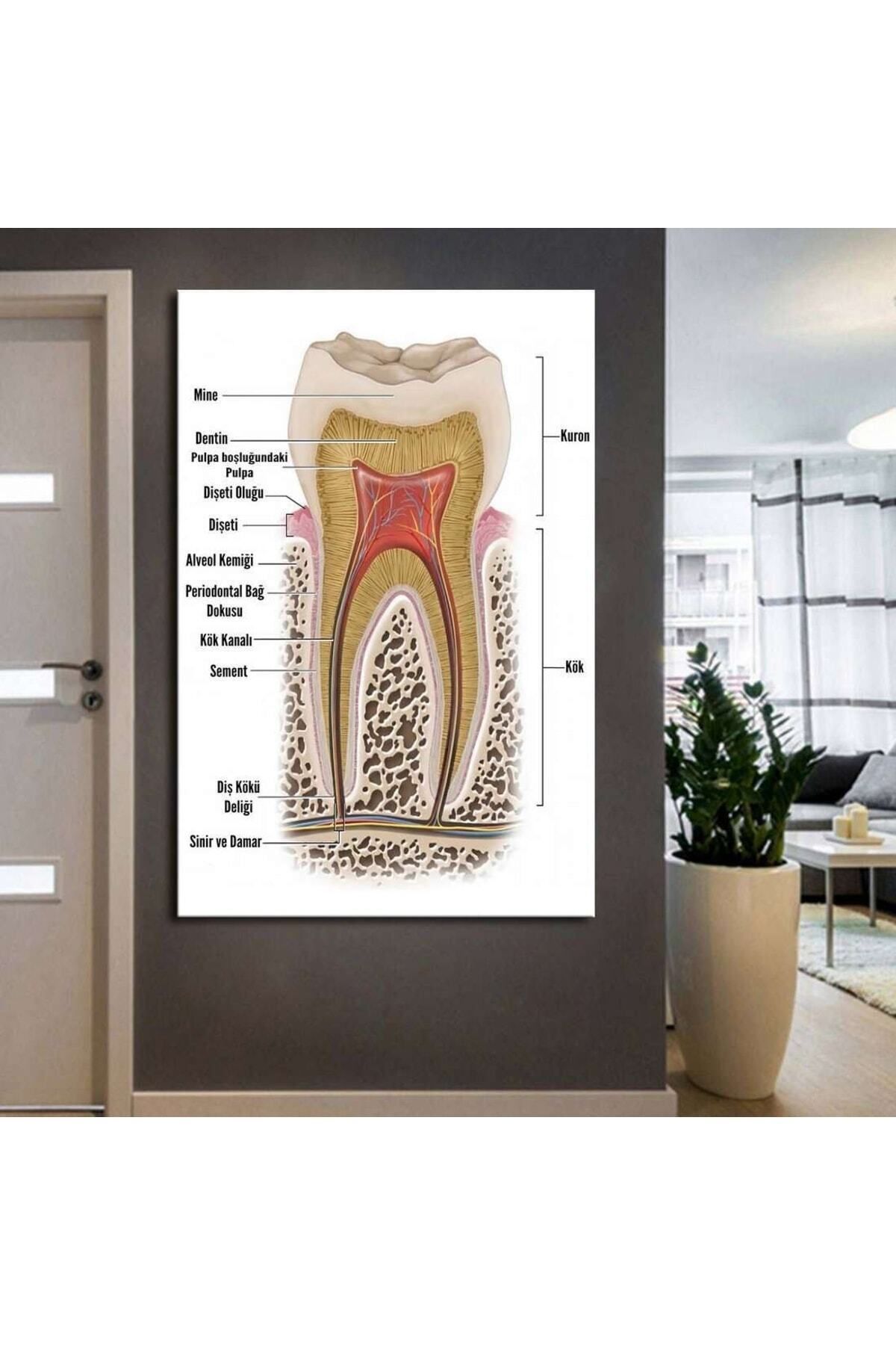Vividale Ağız Ve Diş Polikliniği, Dişçi Tabloları Dekoratif Diş, Dekoratif Dişçi, Dişçi Dekorasyonu Dsc185