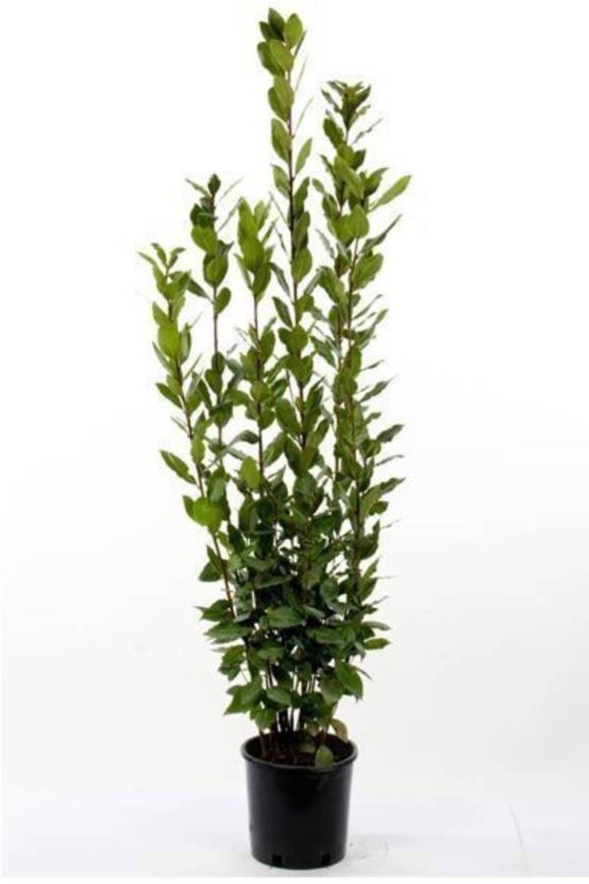 Mimoza Yeşil Defne Fidanı Tüplü 50 -80 cm
