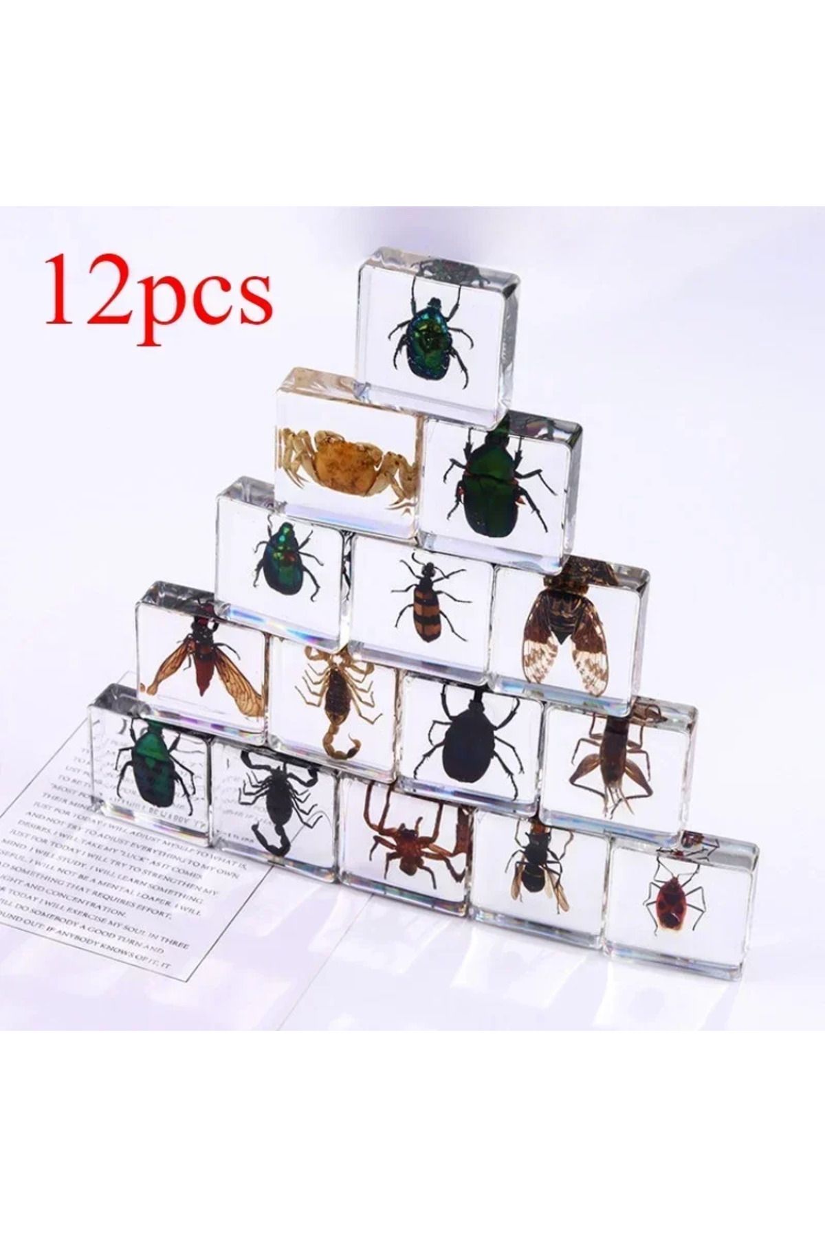 Choice-Real Insects 24 Insect Resin Specimens Collected Insect Paperweights Spider Resin Specifications ... 1