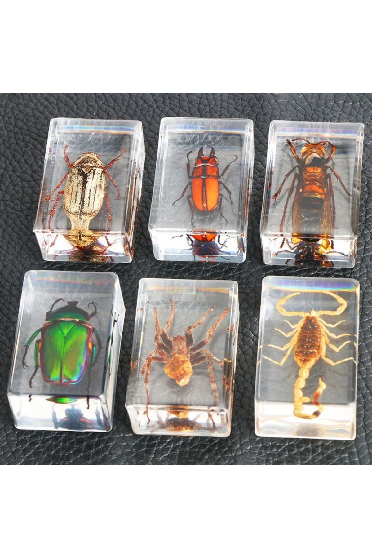 Choice-Real Insects 24 Insect Resin Specimens Collected Insect Paperweights Spider Resin Specifications ... 8