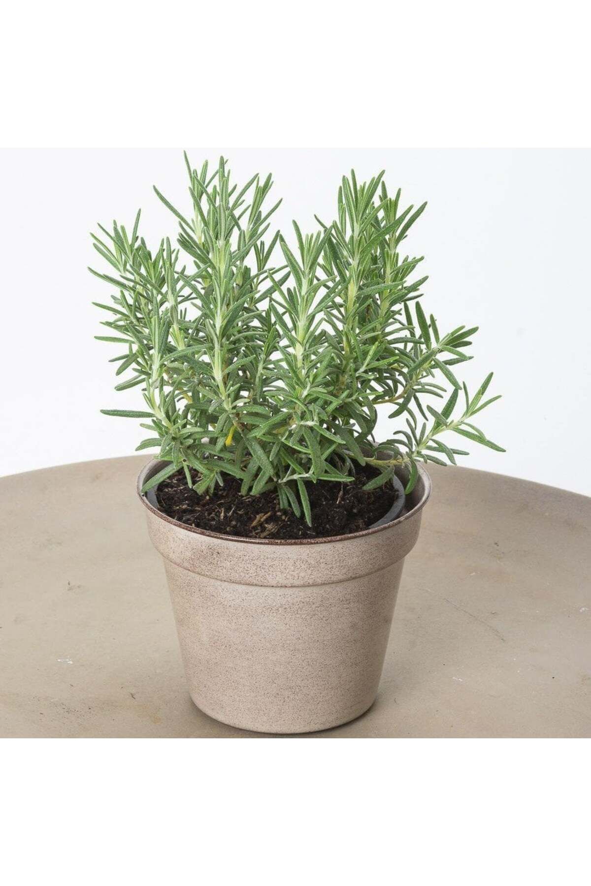 Mimoza Bitki Market Rosemary Biberiye Fidanı 1 Adet 15-25 Cm Rosemary