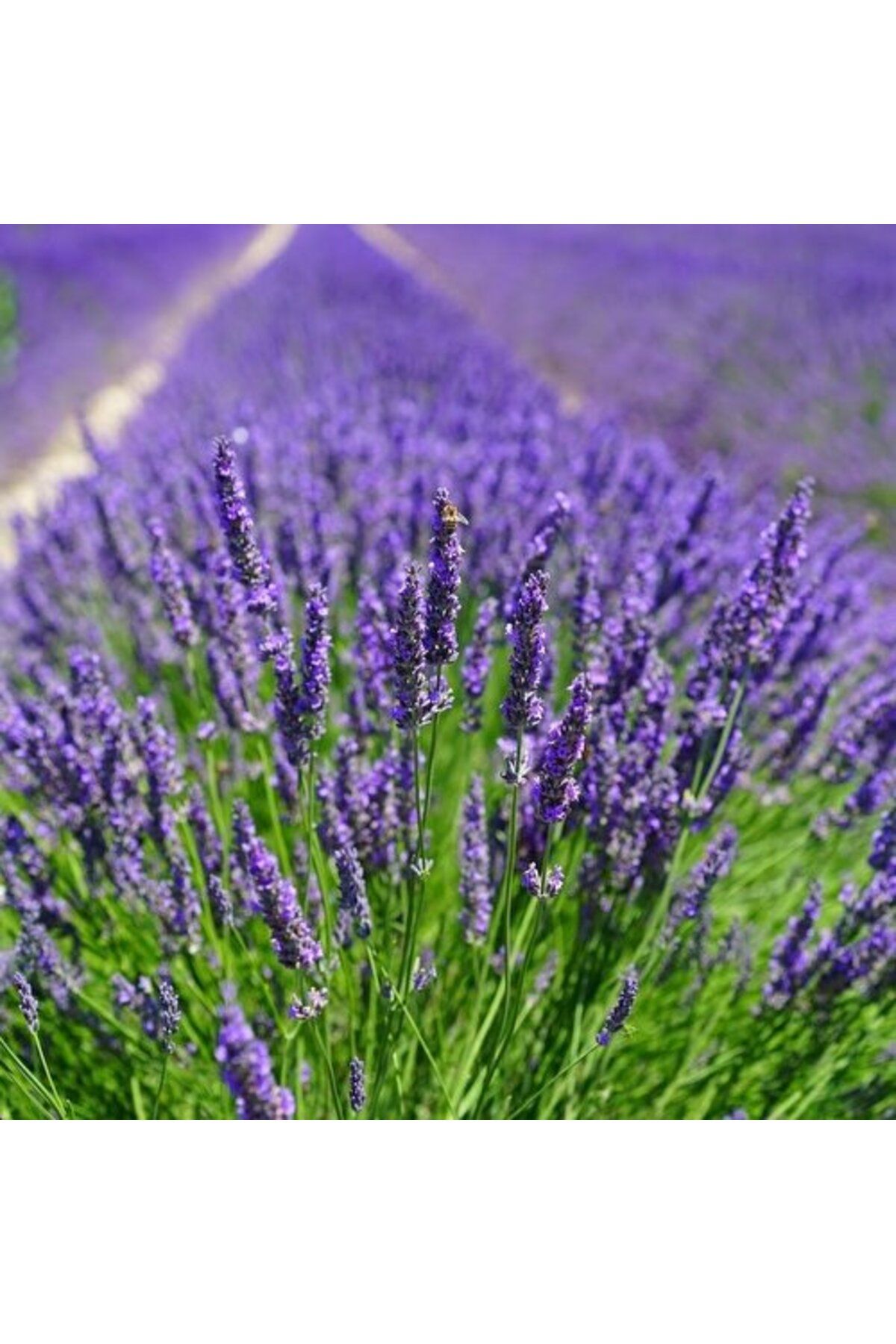 Mimoza Lavanta Fidanı 15-25 Cm Lavandula Intermedia