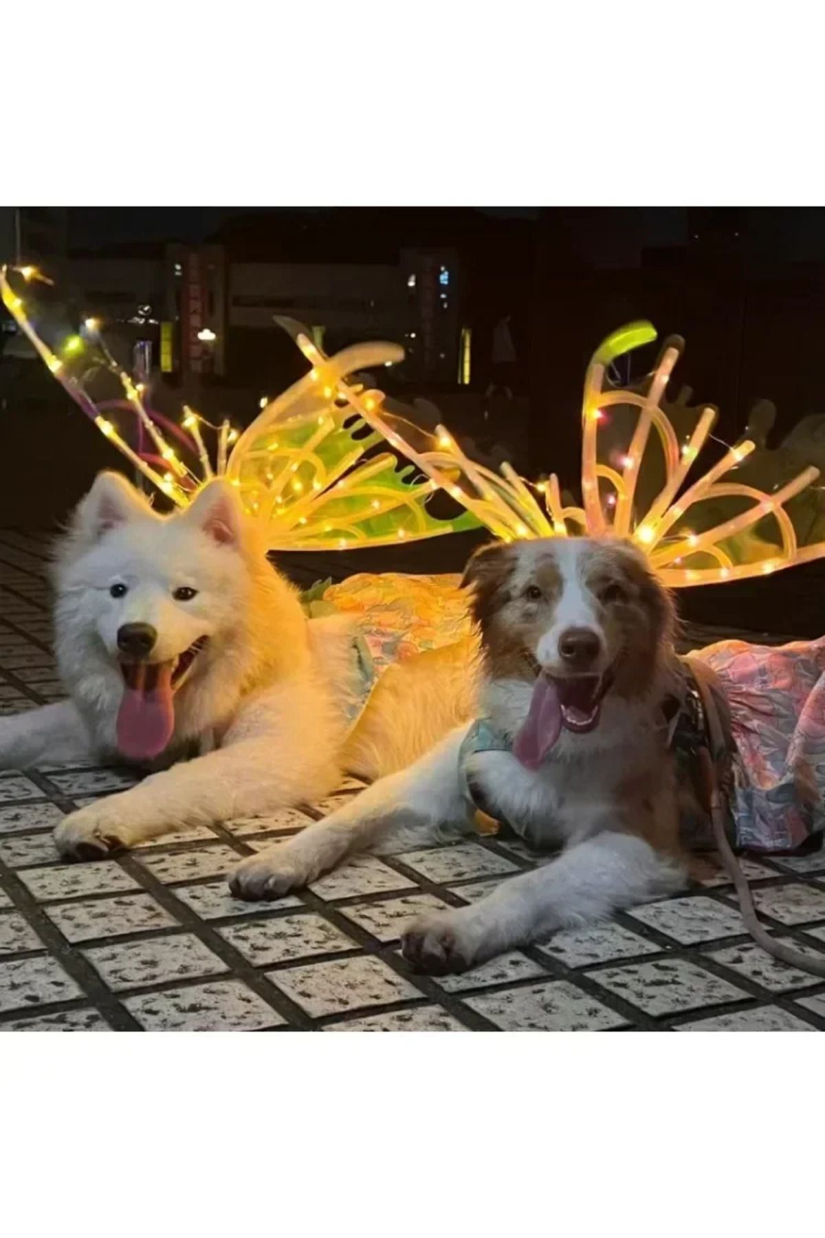 Choice-Dog Butterfly Wings Pet Glowing Wings Puppy Summer Clothes Decorative Samoyed Husky Medium Dogs 8