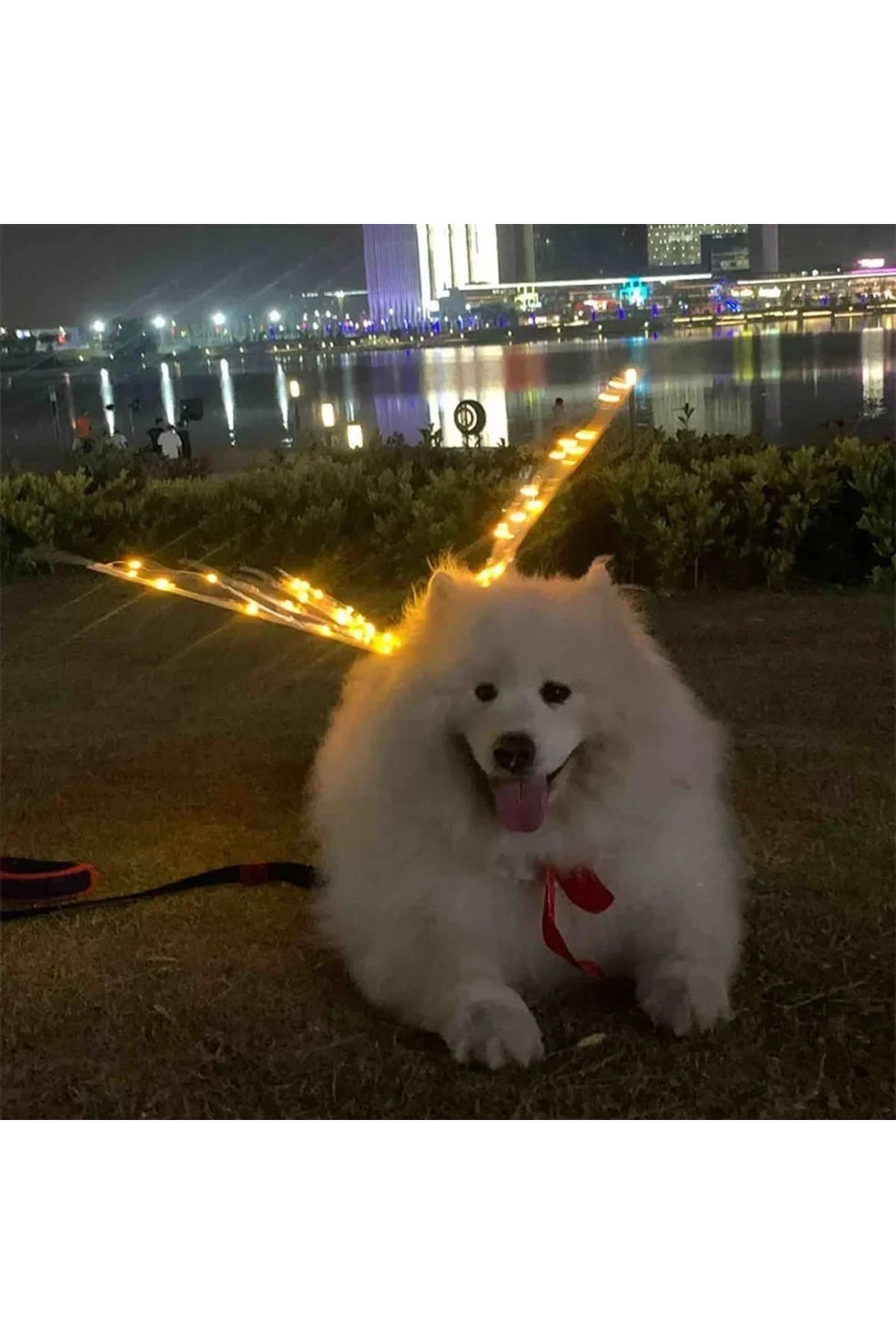 Choice-Dog Butterfly Wings Pet Glowing Wings Puppy Summer Clothes Decorative Samoyed Husky Medium Dogs 4