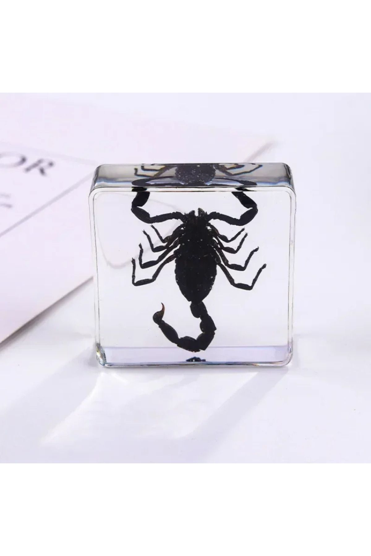 Choice-Real Insects 24 Insect Resin Specimens Collected Insect Paperweights Spider Resin Specifications ... 3