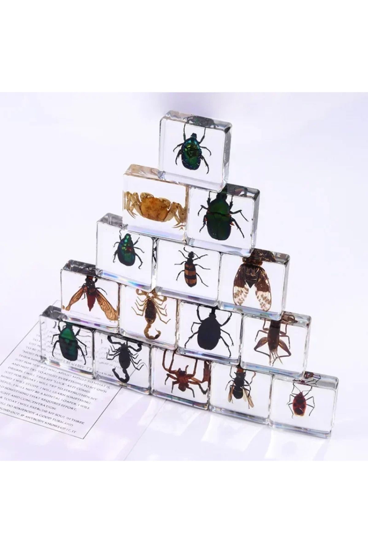 Choice-Real Insects 24 Insect Resin Specimens Collected Insect Paperweights Spider Resin Specifications ... 5