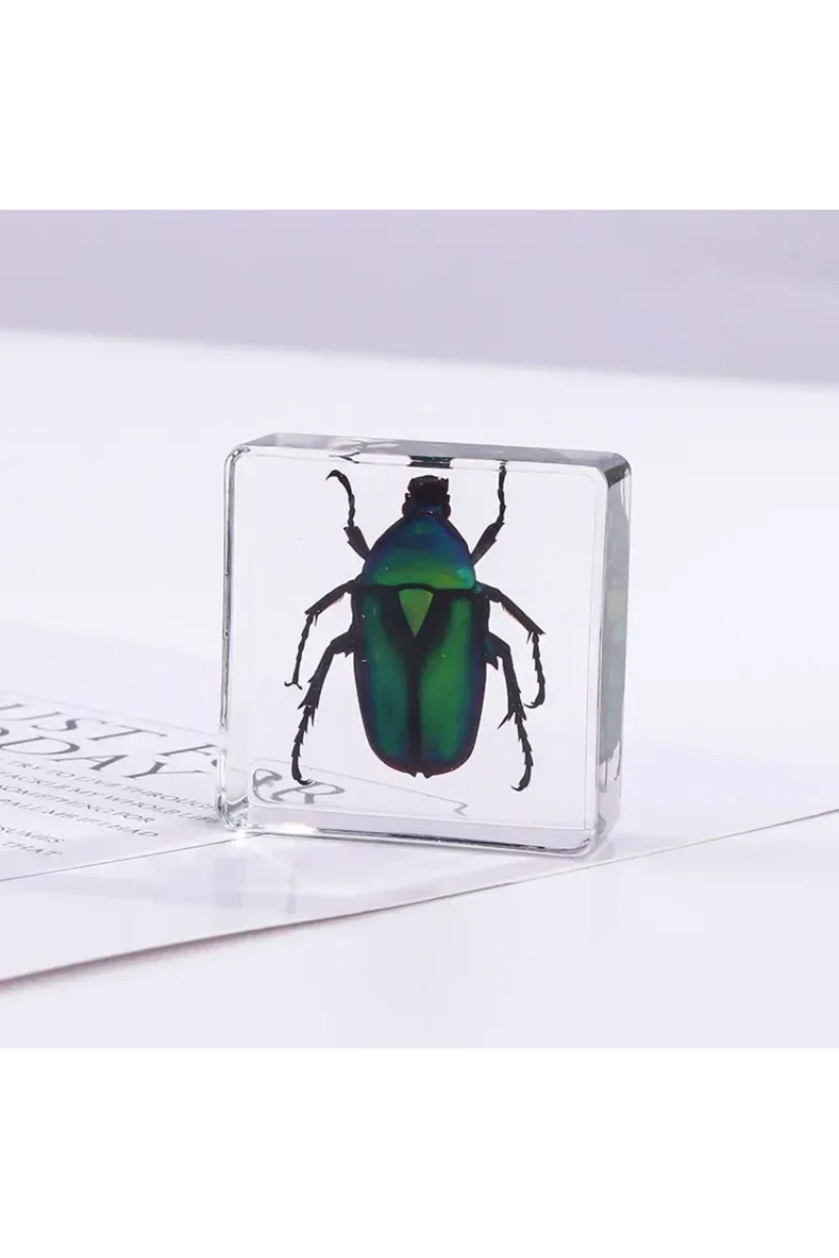 Choice-Real Insects 24 Insect Resin Specimens Collected Insect Paperweights Spider Resin Specifications ... 6