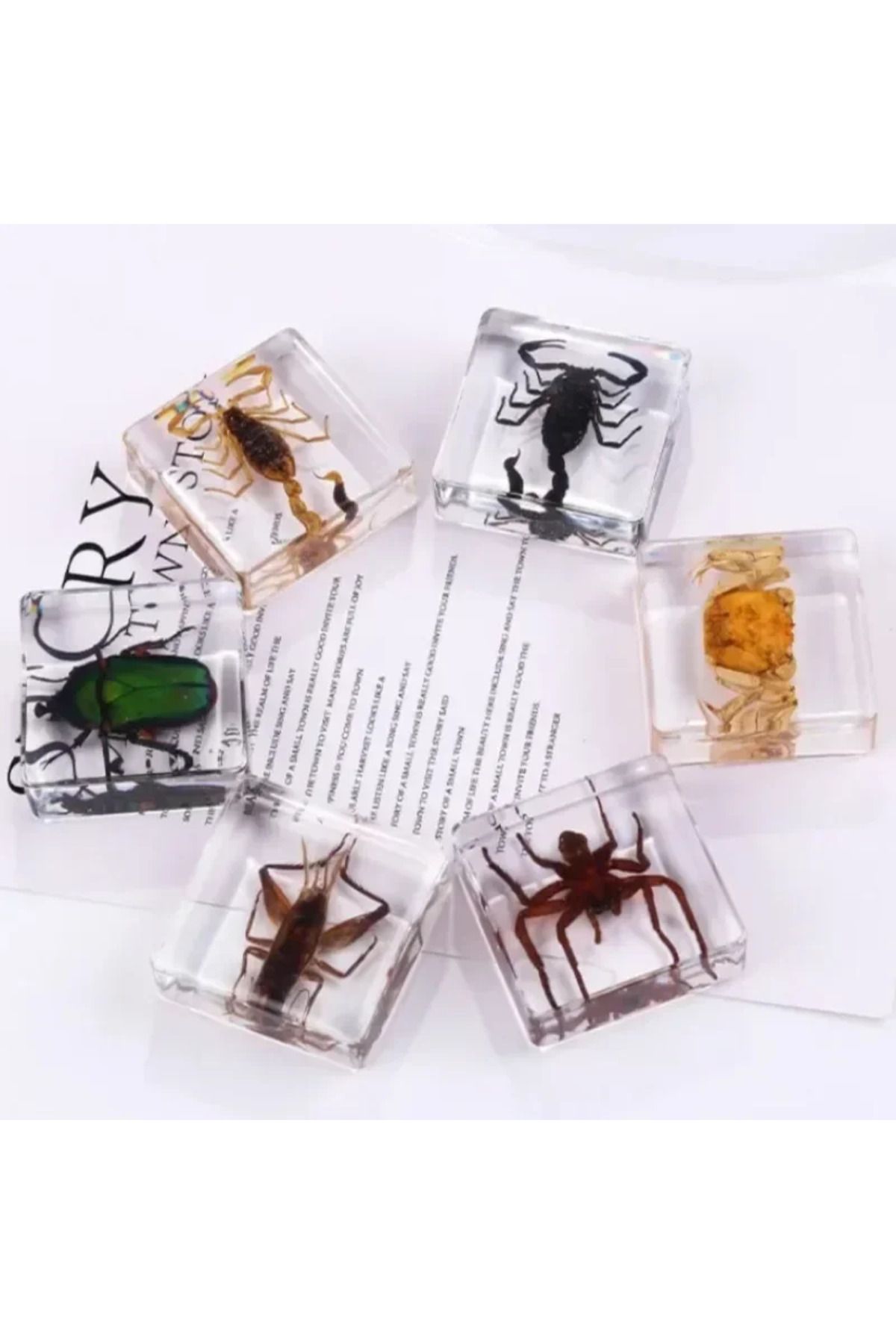 Choice-Real Insects 24 Insect Resin Specimens Collected Insect Paperweights Spider Resin Specifications ... 4