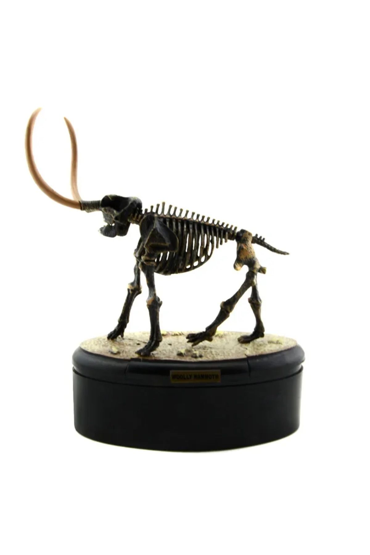 Choice-Assemble Dinosaur Bones Triceratops Skeleton Fossil Mammoth Mammuthus Assembled  Tyrannosaurus Re... 8