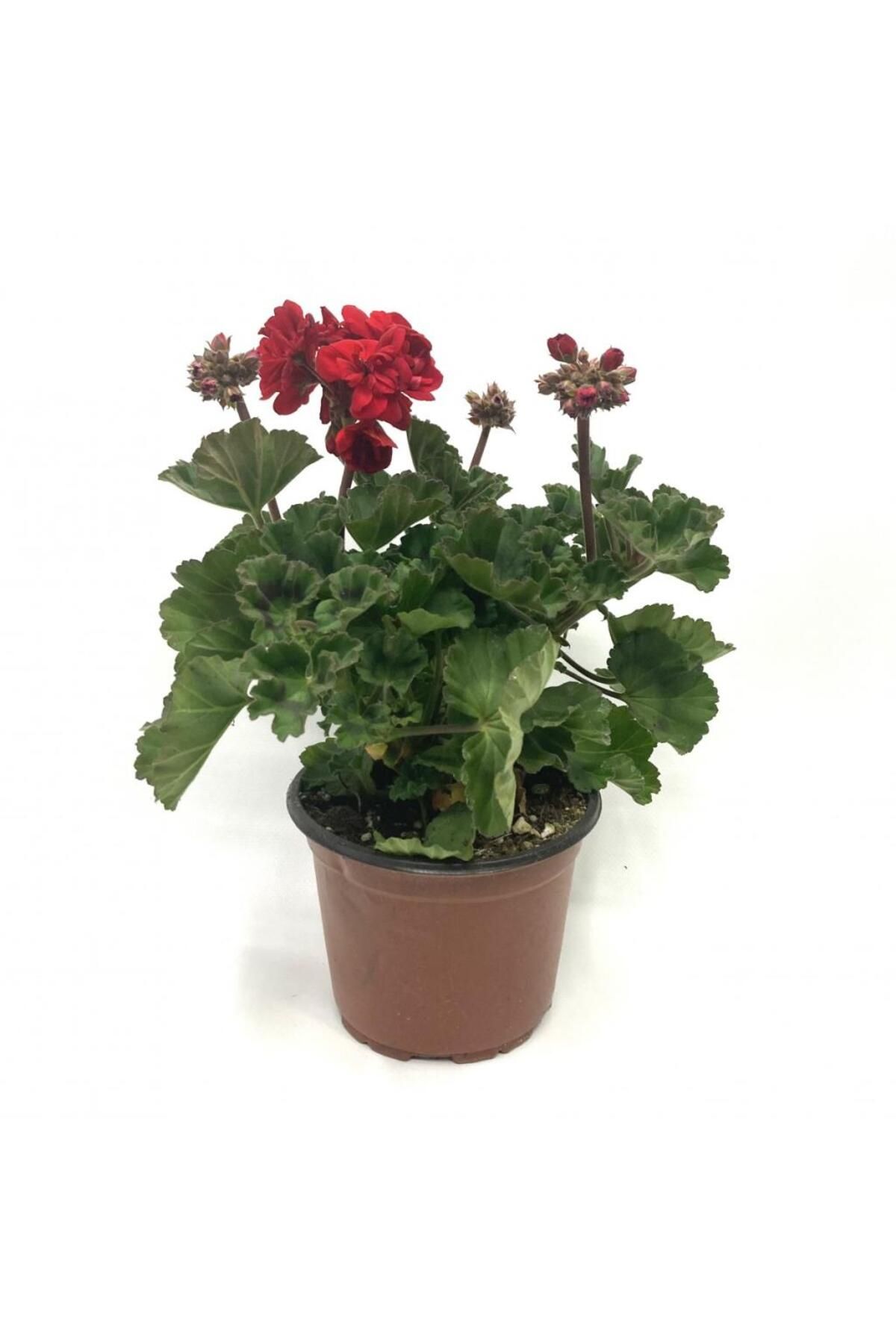 Mimoza Bitki Market Saksılı Kırmızı Sardunya Çiçeği 15-25 Cm Potted Red Geranium Flower