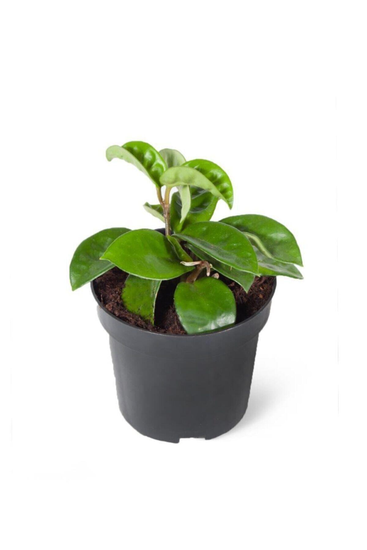 Hoya Carnosa (mum Çiçeği)