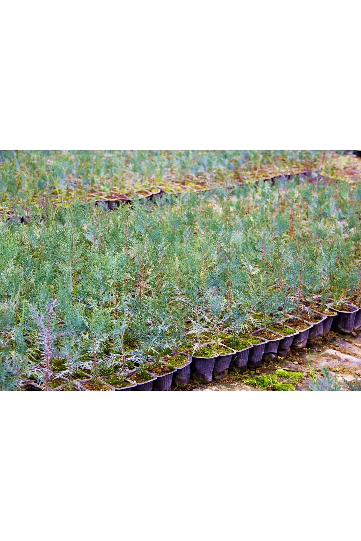 YEŞİL MAZI FİDANI 50 ADET -  ÇİT BİTKİSİ ( Thuja Orientalis ) - 7