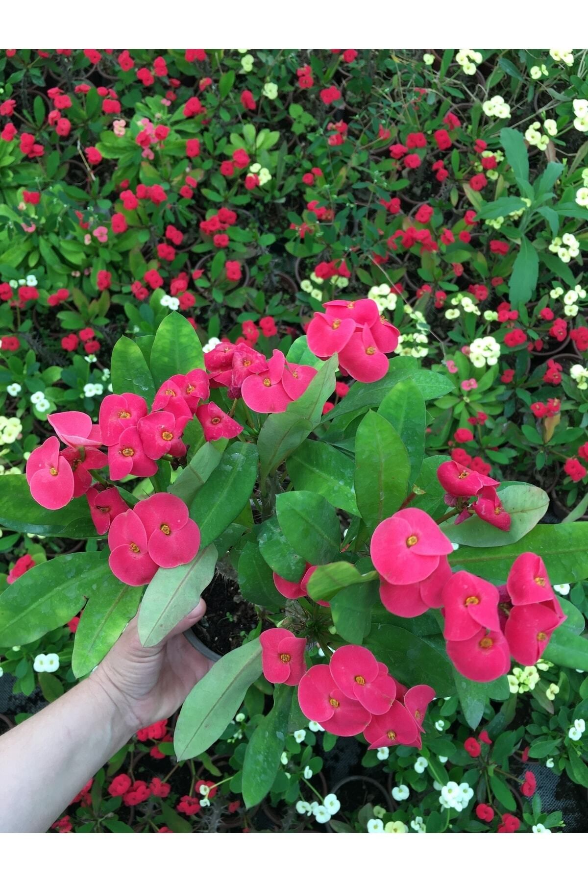 Ucuzluk Diyarı BALKONLARINIZI VE CAMLARINIZI SÜSLEYEN PEMBE DİKENLER TACI