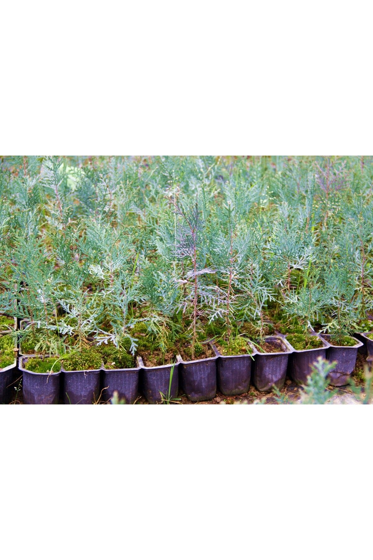 YEŞİL MAZI FİDANI 50 ADET -  ÇİT BİTKİSİ ( Thuja Orientalis ) - 4