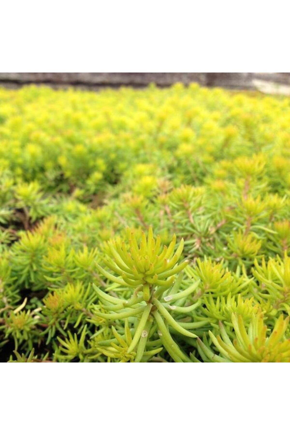 Sarı Sedum 90 Adet - Yer Örtücü Çok Yıllık Bitki - 5