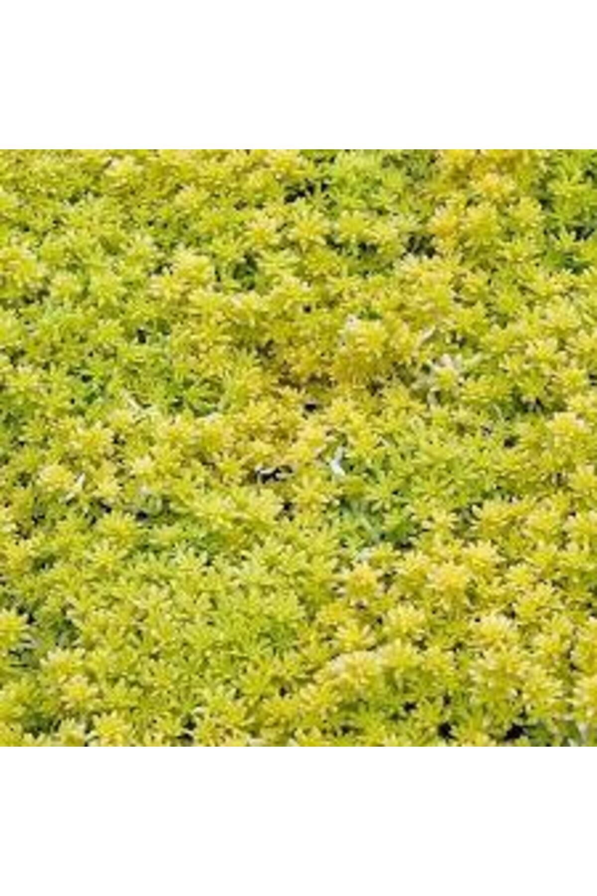 Sarı Sedum 90 Adet - Yer Örtücü Çok Yıllık Bitki - 3