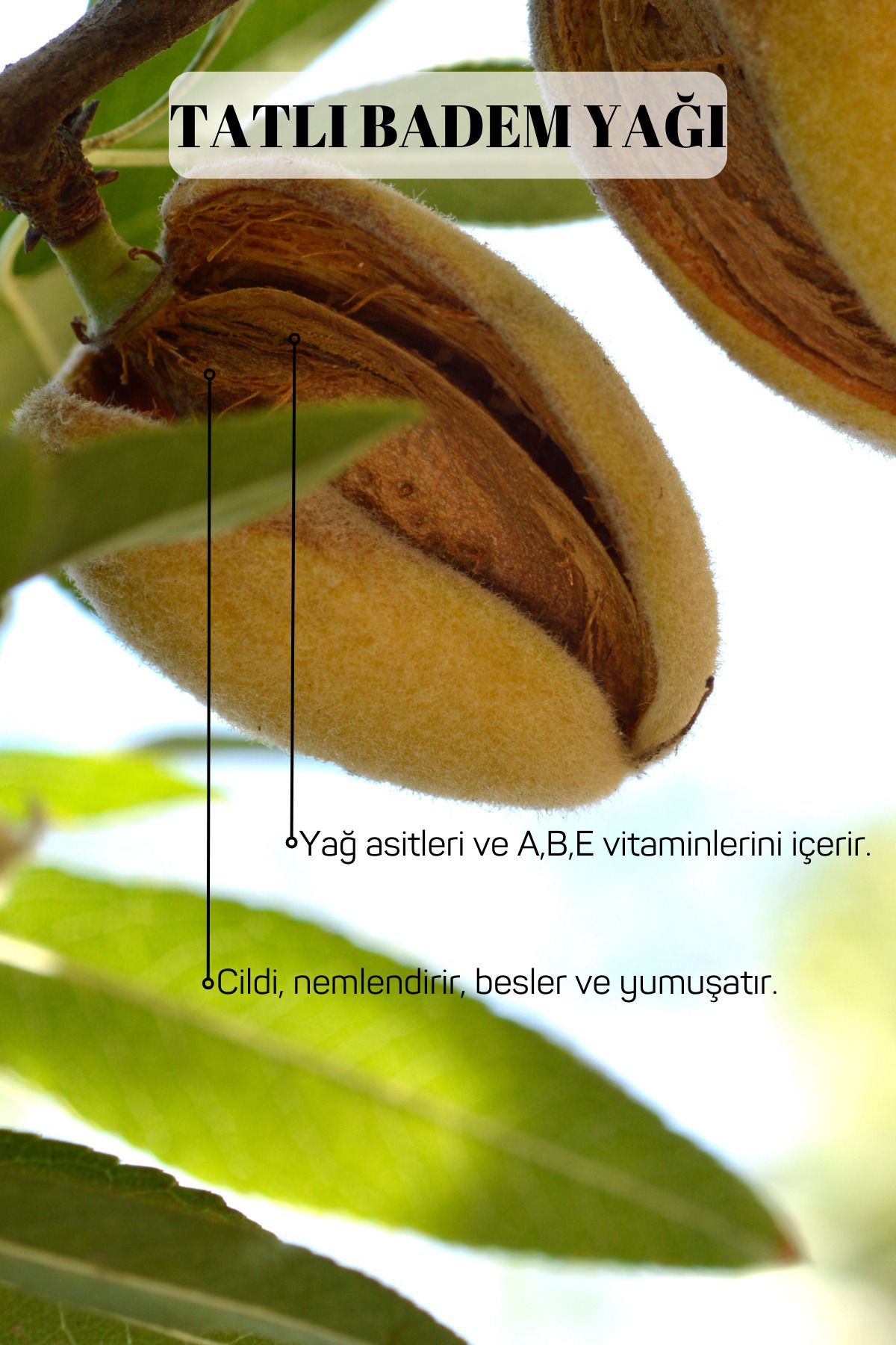 Gülhanya Aromaterapi-50ml Sweet Almond Oil 3