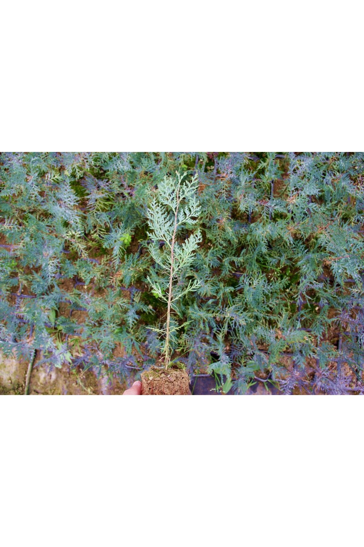 YEŞİL MAZI FİDANI 50 ADET -  ÇİT BİTKİSİ ( Thuja Orientalis ) - 6