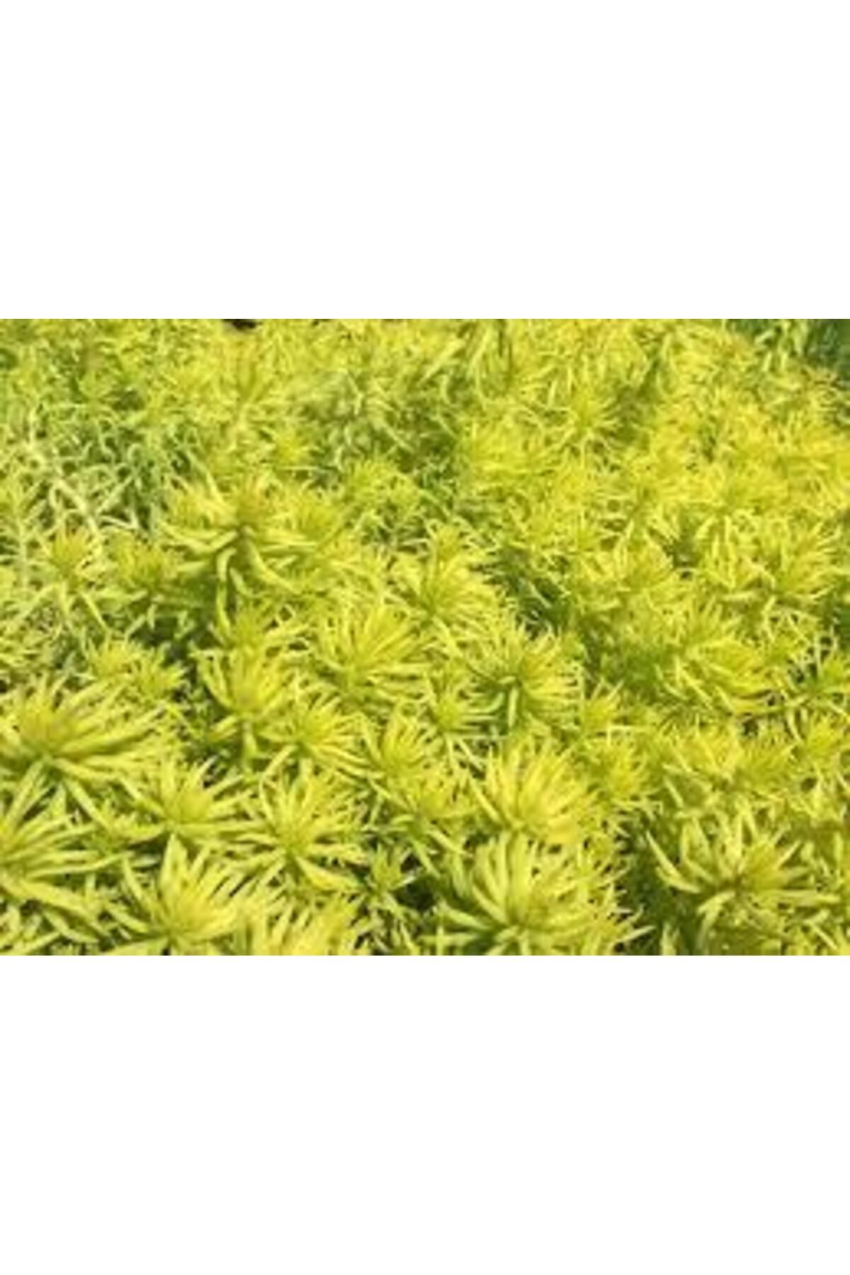 Sarı Sedum 90 Adet - Yer Örtücü Çok Yıllık Bitki - 4