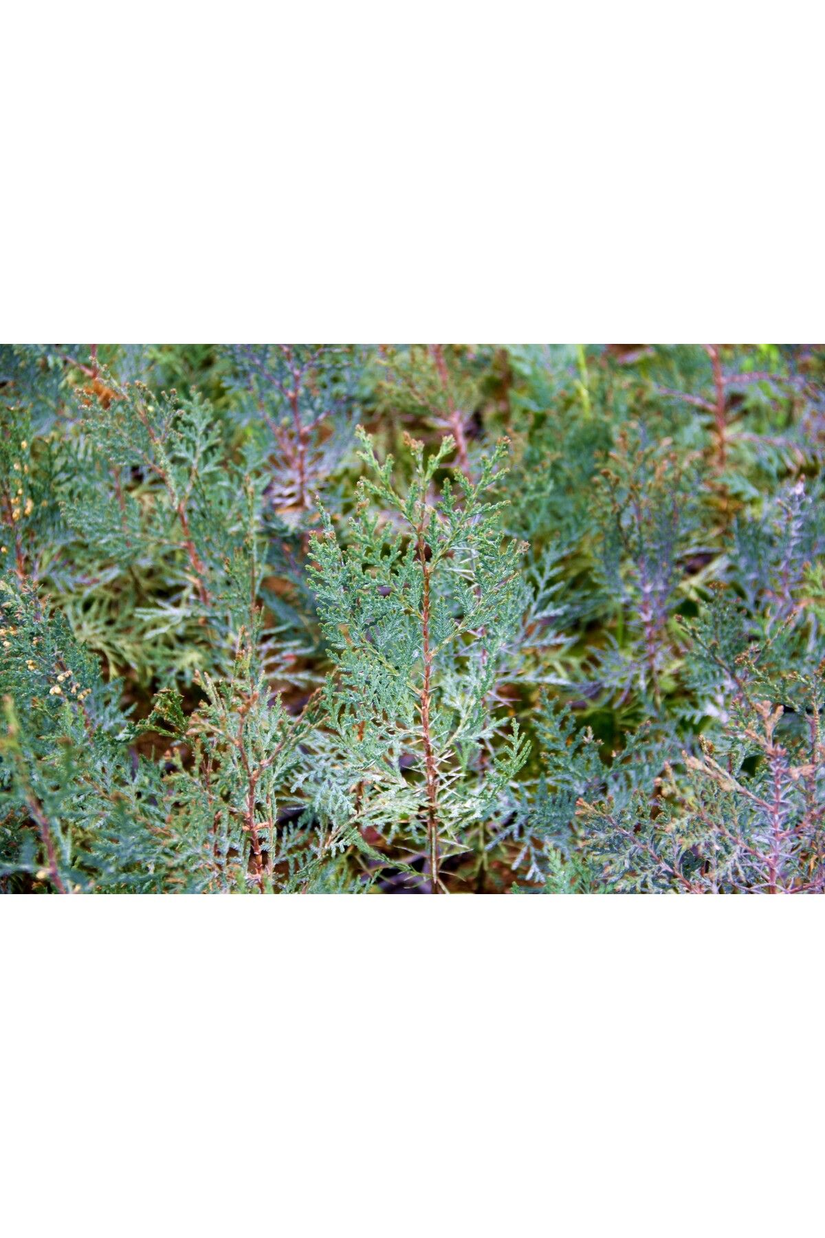 YEŞİL MAZI FİDANI 50 ADET -  ÇİT BİTKİSİ ( Thuja Orientalis ) - 5