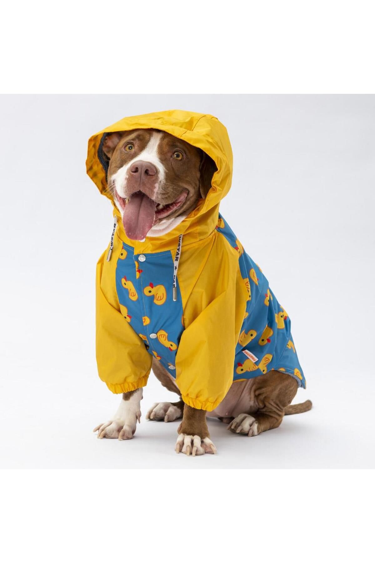 Pawstar-Beijing Large Breed Dog Coat Dog Raincoat Dog Outfit Dog Dress 2