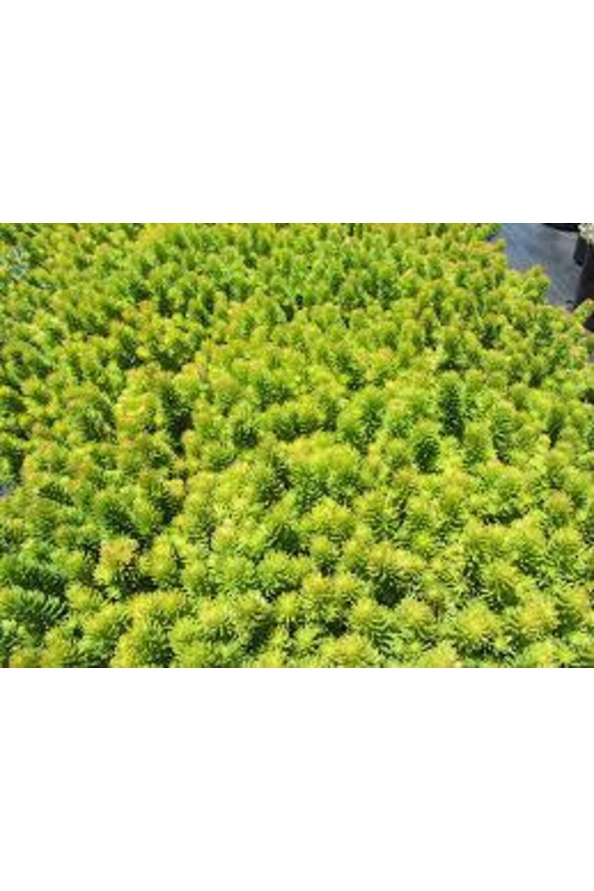 Sarı Sedum 90 Adet - Yer Örtücü Çok Yıllık Bitki - 1