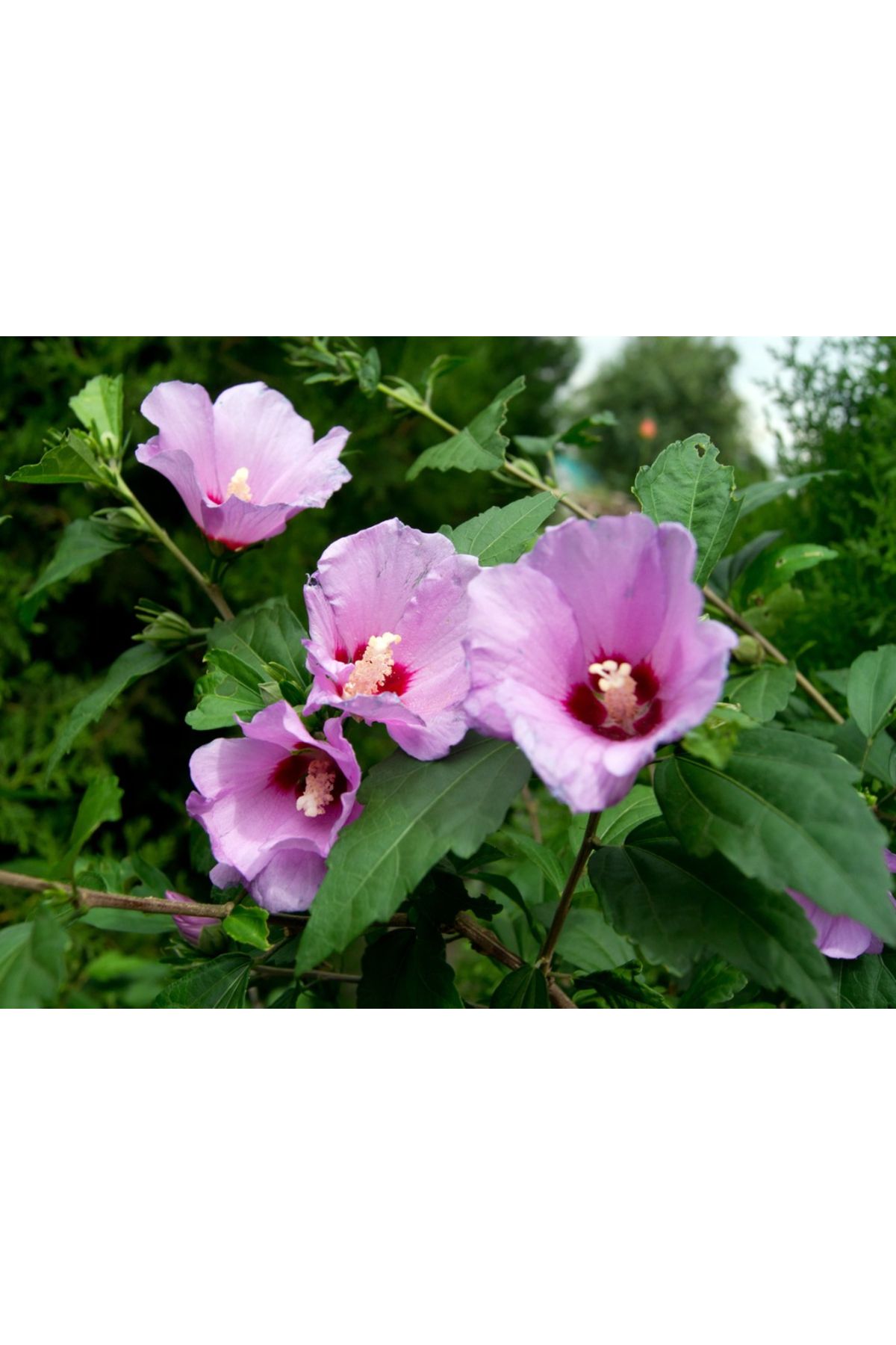 MASAL GARDEN GÜL HATMİ FİDANI MOR RENK