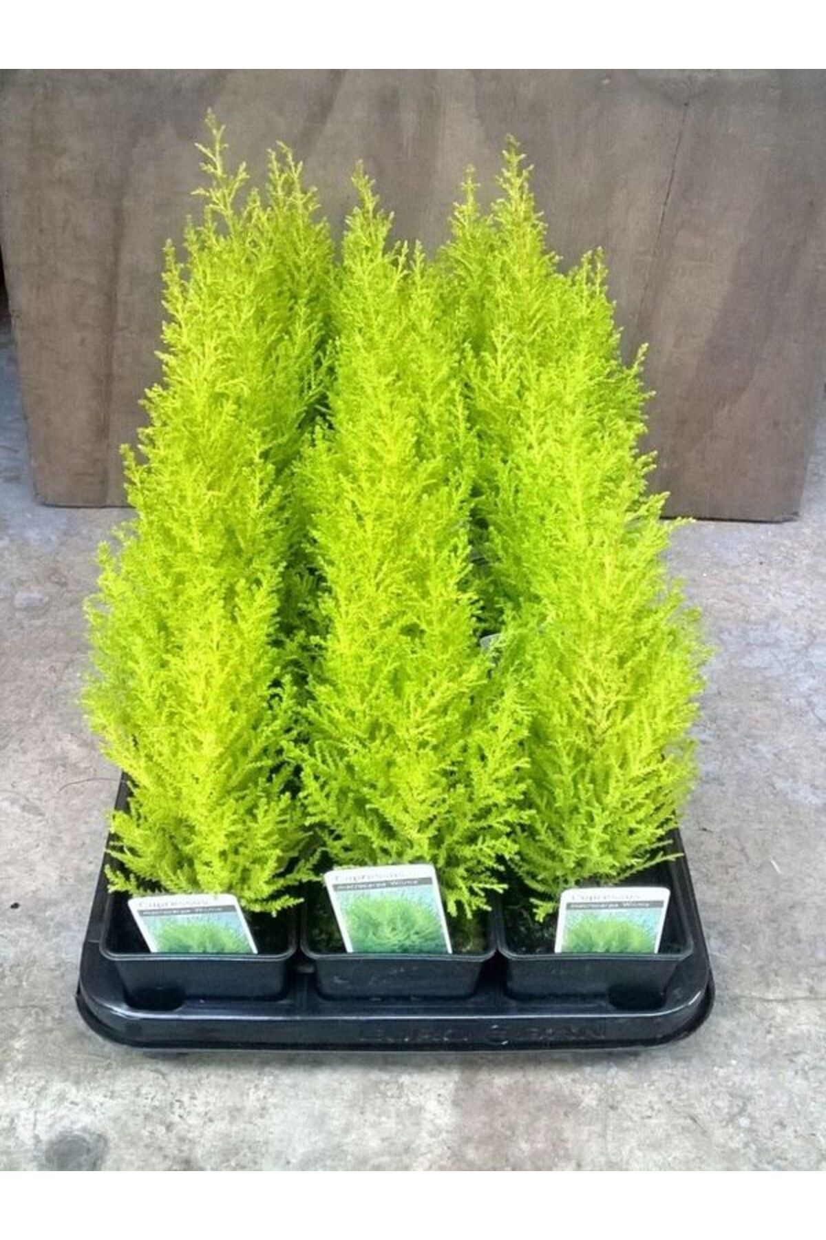 Lemon Scented Lemon Pine Sapling Yellow Color 30 (15-20cn)Tube Outdoor Plants