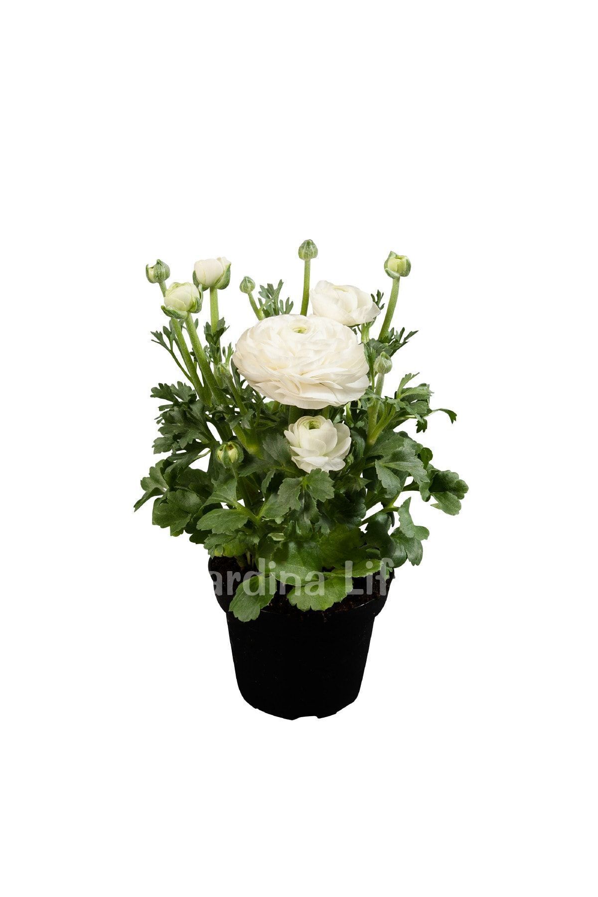 Gardina Şakayık Çiçeği Fidesi White ( Ranunculus ) 5 Adet