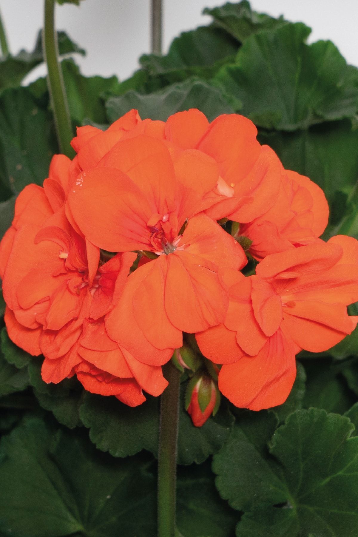 Gardina Sardunya Fidesi Bodur ( Pelargonium Zonale Dark ) Orange 1 Adet