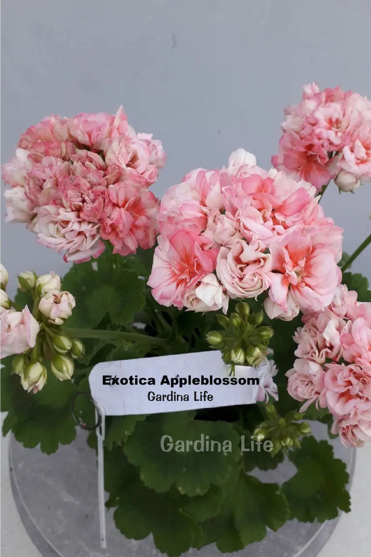 Gardina Gül Sardunya Fidesi Özel Tür ( Apple Blossom Exotica Classic ) 1 Adet