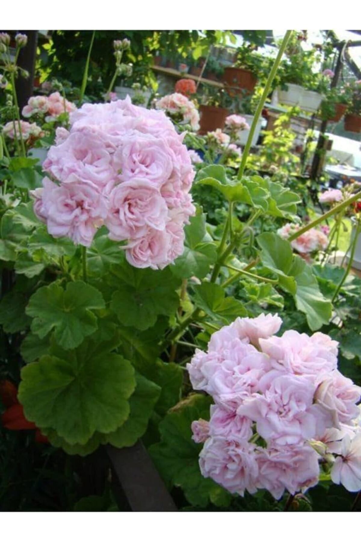 Mimoza Bitki Market Lila Sardunya Çiçeği 10-20 Cm Potted Lilac Geranium Flower