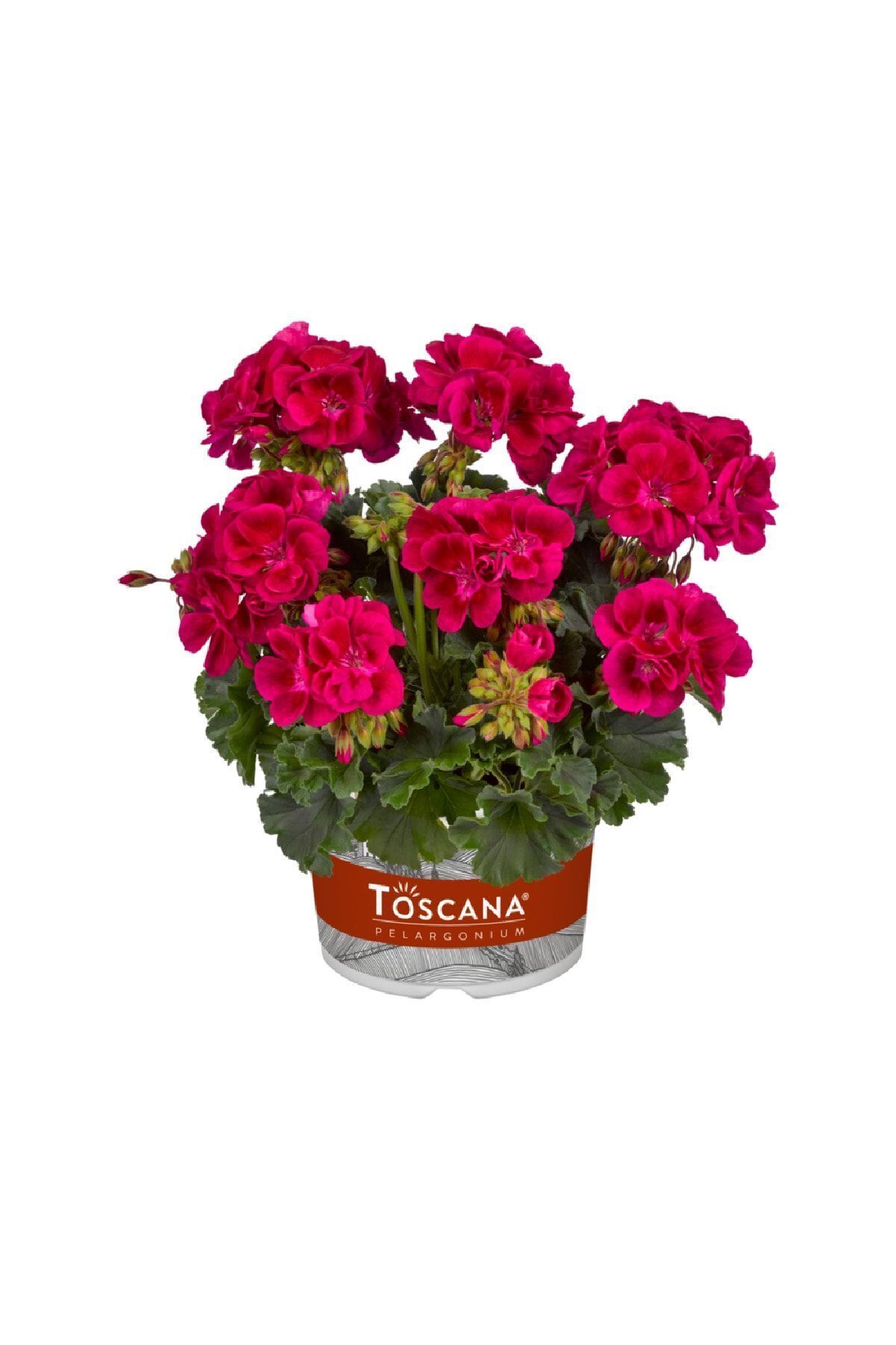 Gardina Sardunya Fidesi Bodur ( Pelargonium Zonale Dark ) Mia Purple Eye 1 Adet