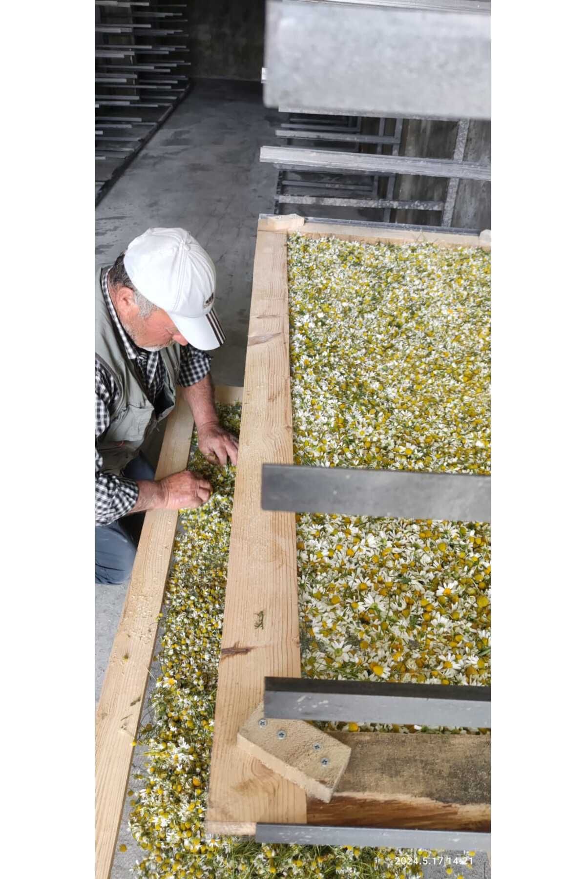 Dr. Lavender-10 Pieces of Dried German Chamomile Matricaria Chamomilla 50 GrDaisy Flower from Our Garden 3