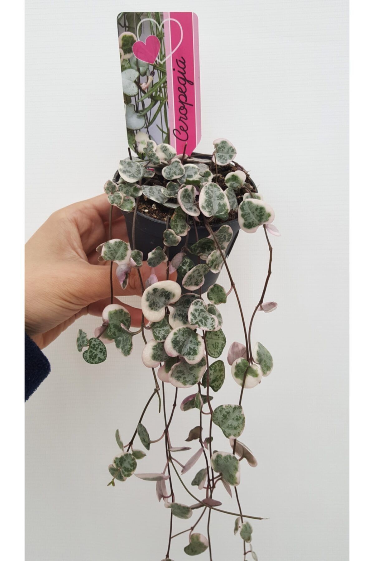 Hilal Garden Ithal Ceropegia Woodii Variegata / Ithal Pembe Kalp Kalbe Karşı Çiçeği
