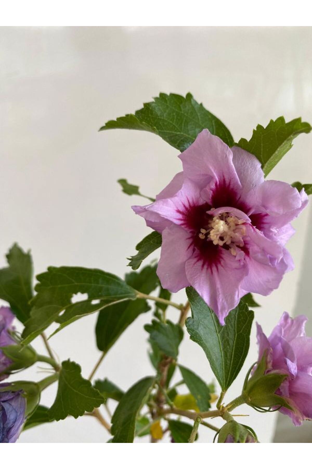 Marshmallow Tree Sapling 1 Potted 40-60cm (Althaea Officinalis)