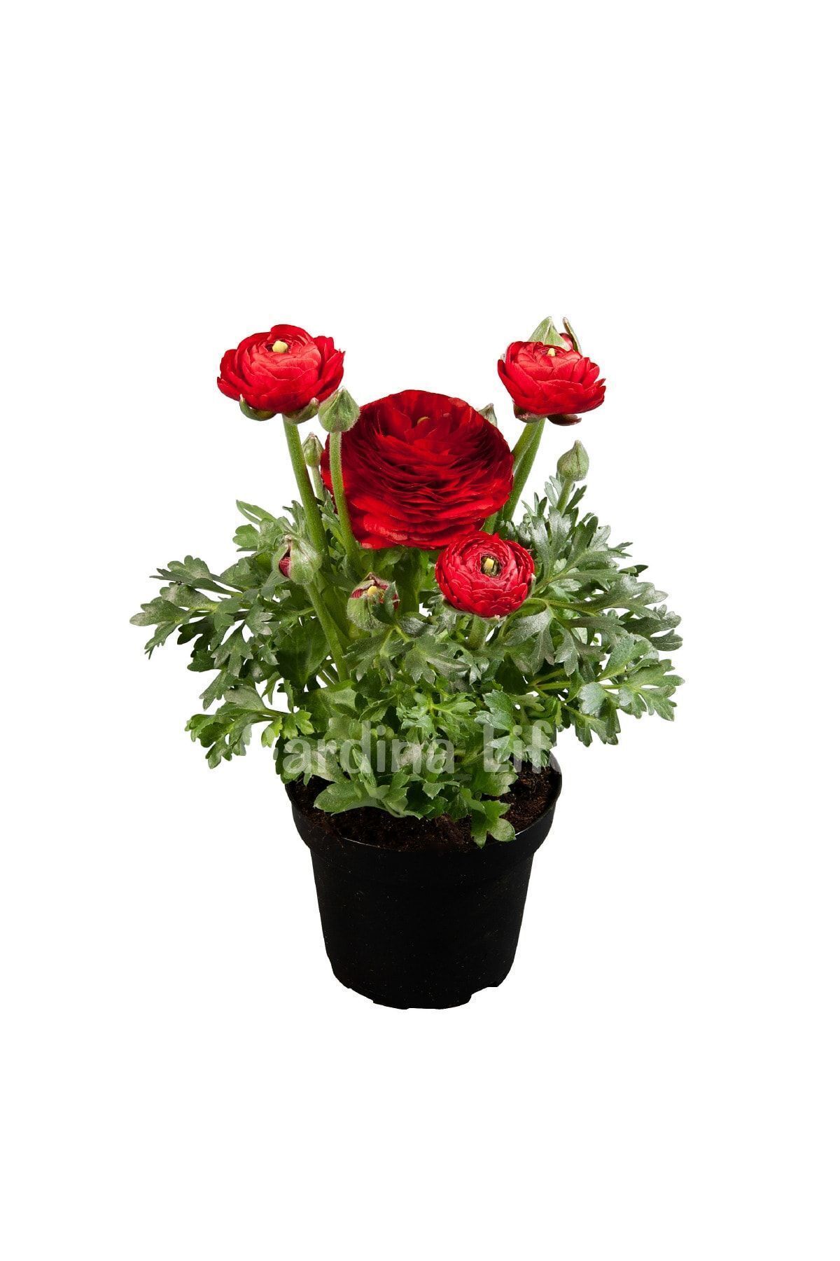 Gardina Şakayık Çiçeği Fidesi Red ( Ranunculus ) 5 Adet