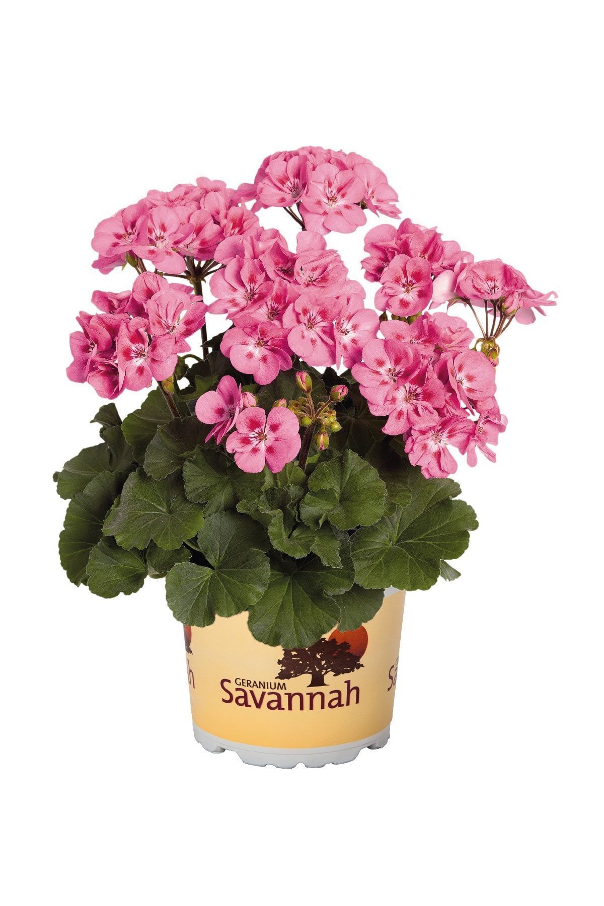 Gardina Sardunya Çiçeği Fidesi Bodur ( Pelargonium Zonale Dark ) Lavender Splash 1 Adet 10 Cm Saksıda