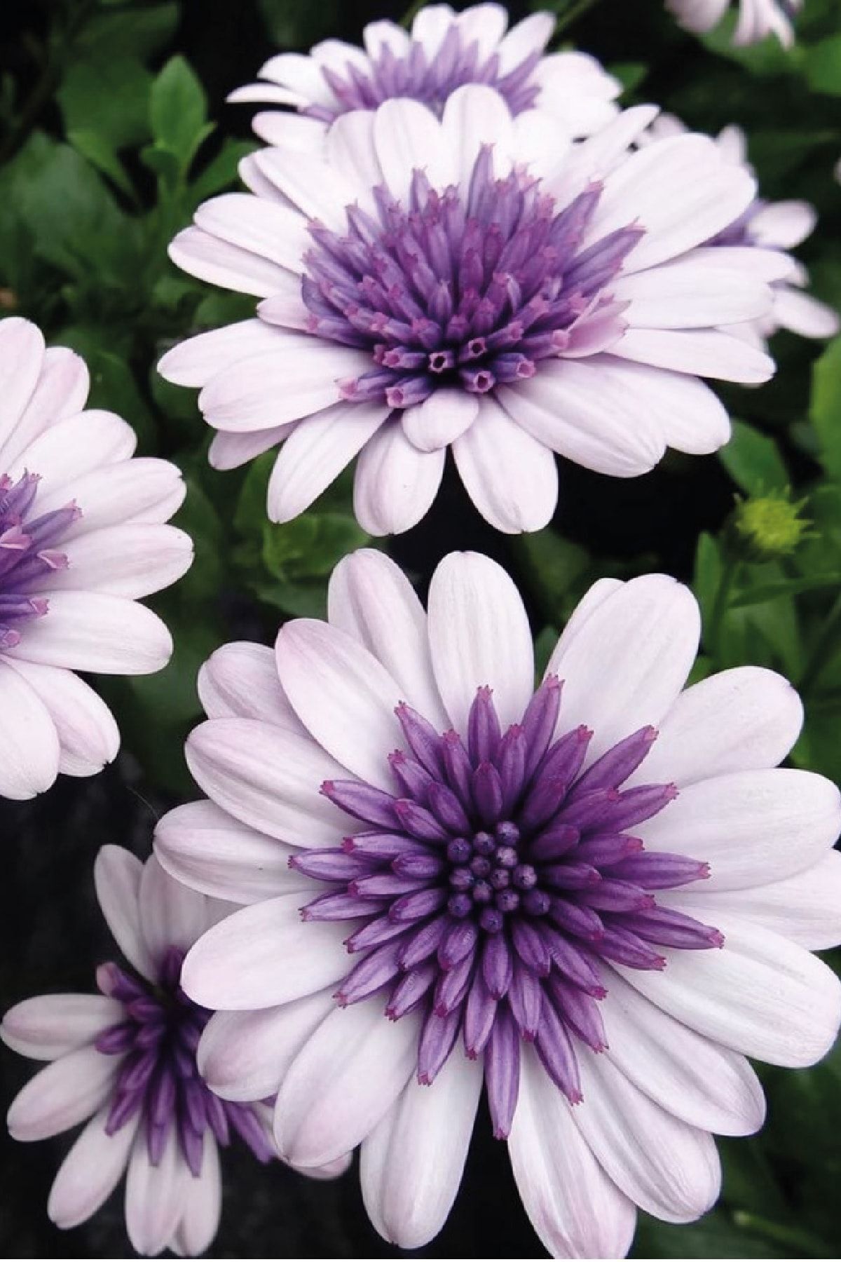 Gardina Bodrum Papatya Fidesi Katmerli White Blush 1 Adet ( Osteospermum Double Erato)